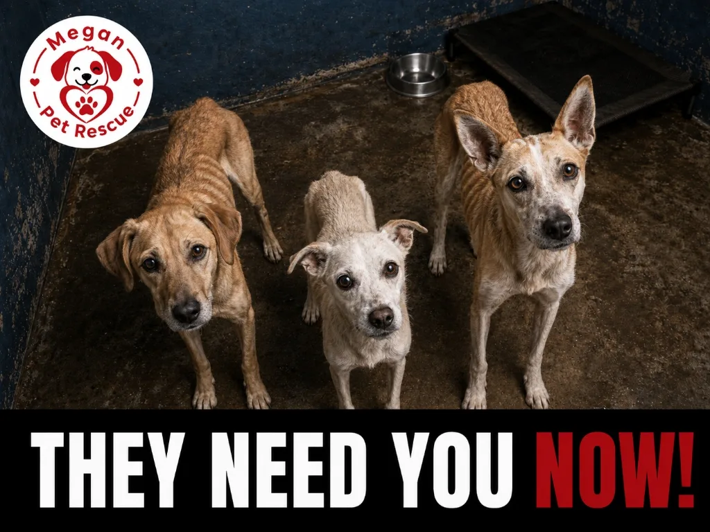 They Need You NOW! - Megan Pet Rescue